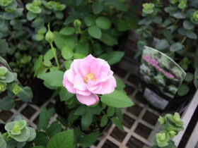 １０月入荷中の花苗の紹介