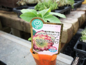 １０月入荷中の花苗の紹介