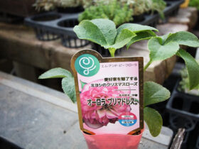 １０月入荷中の花苗の紹介