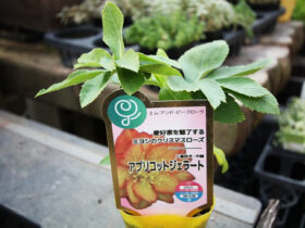 １０月入荷中の花苗の紹介