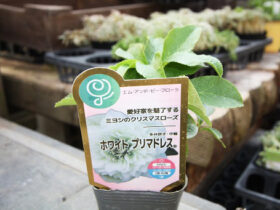 １０月入荷中の花苗の紹介