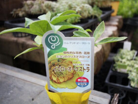 １０月入荷中の花苗の紹介