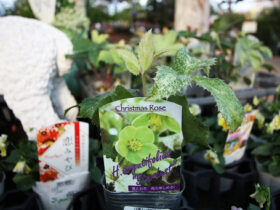 １０月入荷中の花苗の紹介