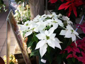 １０月入荷中の花苗の紹介