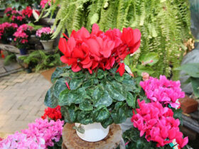 １０月入荷中の花苗の紹介