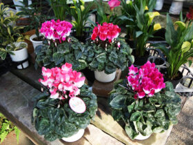 １０月入荷中の花苗の紹介