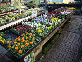 １０月入荷中の花苗の紹介