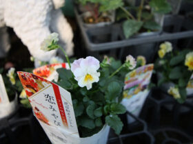 １０月入荷中の花苗の紹介