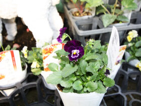 １０月入荷中の花苗の紹介
