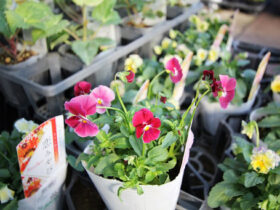 １０月入荷中の花苗の紹介