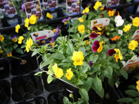 １０月入荷中の花苗の紹介