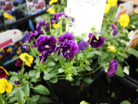 １０月入荷中の花苗の紹介