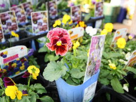１０月入荷中の花苗の紹介