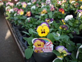 １０月入荷中の花苗の紹介