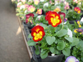 １０月入荷中の花苗の紹介