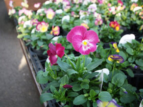 １０月入荷中の花苗の紹介