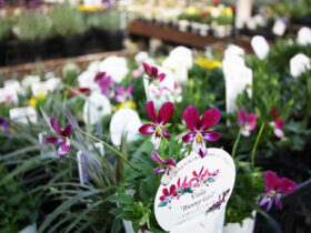 １０月入荷中の花苗の紹介