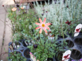 １１月入荷中の花苗の紹介