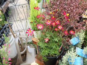 １１月入荷中の花苗の紹介