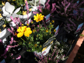 １１月入荷中の花苗の紹介