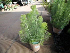１１月入荷中の花苗の紹介
