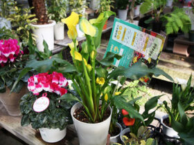 １１月入荷中の花苗の紹介