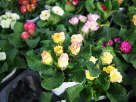 １１月入荷中の花苗の紹介
