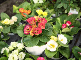 １１月入荷中の花苗の紹介