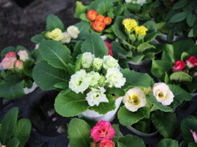 １１月入荷中の花苗の紹介