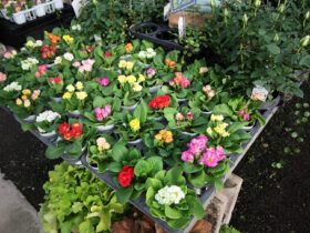 １１月入荷中の花苗の紹介