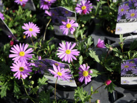 １１月入荷中の花苗の紹介