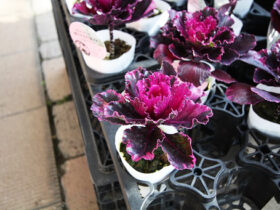 １１月入荷中の花苗の紹介