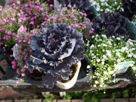 １１月入荷中の花苗の紹介