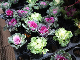１１月入荷中の花苗の紹介