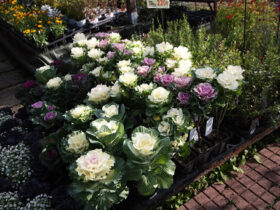 １１月入荷中の花苗の紹介