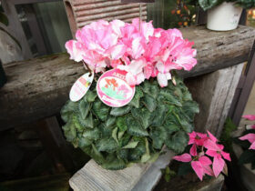 １１月入荷中の花苗の紹介