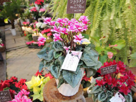１１月入荷中の花苗の紹介