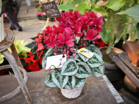 １１月入荷中の花苗の紹介