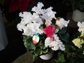 １１月入荷中の花苗の紹介