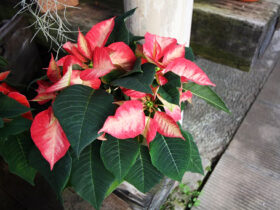 １１月入荷中の花苗の紹介