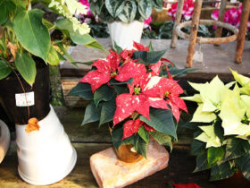 １１月入荷中の花苗の紹介