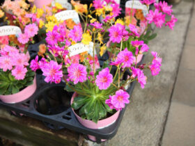１１月入荷中の花苗の紹介
