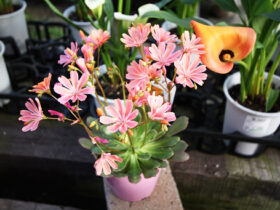 １１月入荷中の花苗の紹介