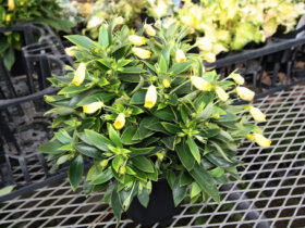 １１月入荷中の花苗の紹介