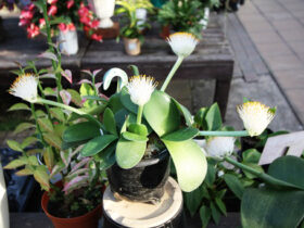 １１月入荷中の花苗の紹介