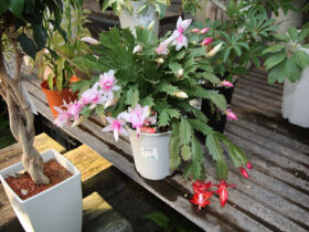 １１月入荷中の花苗の紹介