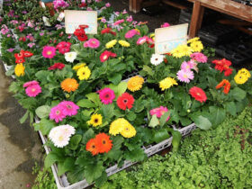 １１月入荷中の花苗の紹介