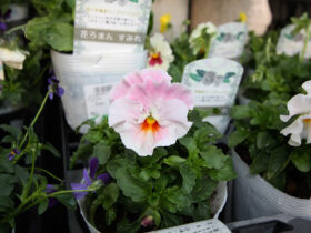 １１月入荷中の花苗の紹介