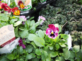 １１月入荷中の花苗の紹介
