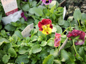 １１月入荷中の花苗の紹介